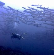 Derawan
